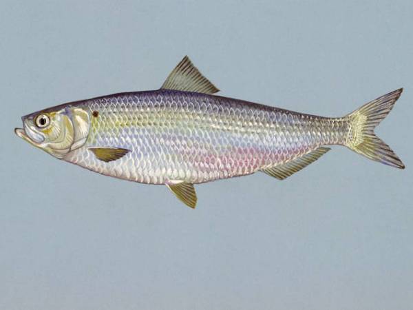 SO Called ‘River’ Herring Spends Most of life at Sea